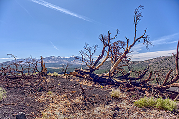 Burned trees on a Volcanic cinder rim in Coconino National Forest near Sunset Crater National Monument of Arizona. Humphrey's Peak is in the background.