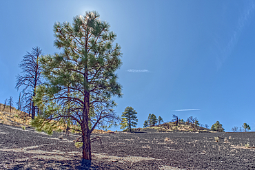Volcanic cinder hill in Coconino National Forest near Sunset Crater National Monument of Arizona with a pine tree backlit by the sun.