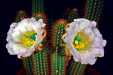 The large white blossoms of the night blooming Trichocereus Spachianus Cactus (Golden Torch Cactus), Arizona, United States of America, North America