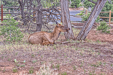 A female Elk relaxing under a tree near Yavapai Point at Grand Canyon South Rim Arizona.