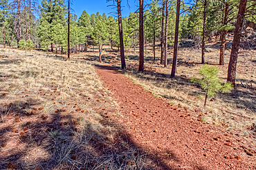 Trail for a sinkhole called the Keyhole Sink in Williams Arizona within the Kaibab National Forest.