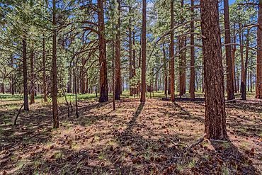 The forest of Grand Canyon North Rim Arizona near the edge of Clear Creek Canyon.