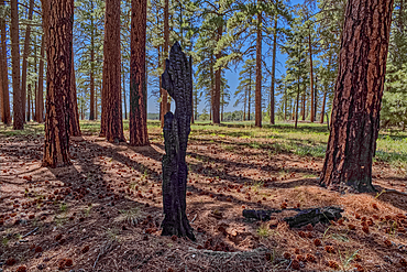 Burned tree in the forest of Grand Canyon North Rim Arizona near the edge of Clear Creek Canyon.