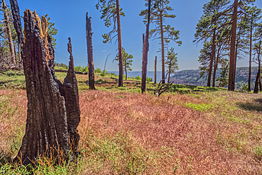 Burned trees on the north end of Clear Creek Canyon at Grand Canyon North Rim Arizona.