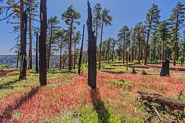 Burned trees at the north edge of Clear Creek Canyon at Grand Canyon North Rim Arizona.