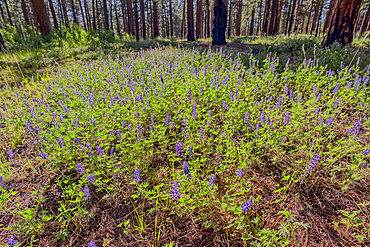 A field of purple wildflowers called Lupine at Grand Canyon North Rim Arizona near Clear Creek Canyon. Species Lupinus in the family Fabaceae.