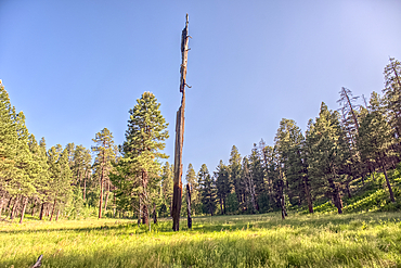 A burned tree in a grassy meadow in a valley near Clear Creek Canyon at Grand Canyon North Rim Arizona.