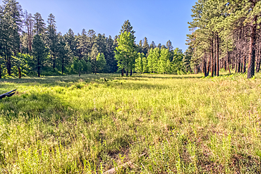 A grassy meadow in a valley near Clear Creek Canyon at Grand Canyon North Rim Arizona.