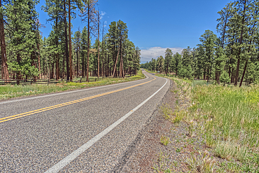Highway 67 south of Jacob Lake Arizona facing southbound toward Grand Canyon North Rim.