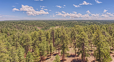 View from the 80 foot tall historic Fire Watchtower at Jacob Lake Arizona. Maintained as a historic landmark by the National Forest Service. No property release needed.