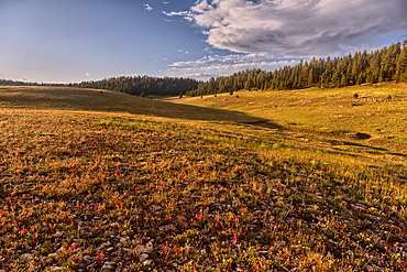 Rolling Hills in Pleasant Valley in the Kaibab National Forest north of Grand Canyon North Rim Arizona near sundown.