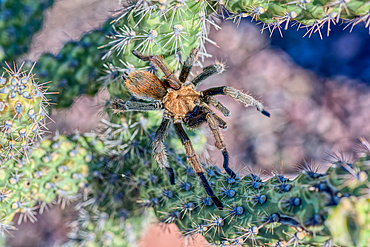 A male Tarantula native to the Chino Valley area of Arizona crawling on a cactus. This is a male because the females hide underground and don't roam around like the males.