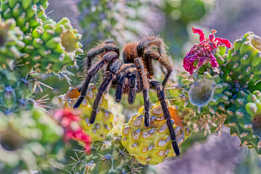 A male Tarantula native to the Chino Valley area of Arizona crawling on a cactus. This is a male because the females hide underground and don't roam around like the males.