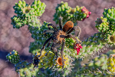 A male Tarantula native to the Chino Valley area of Arizona crawling on a cactus. This is a male because the females hide underground and don't roam around like the males.