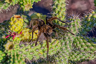 A male Tarantula native to the Chino Valley area of Arizona crawling on a cactus. This is a male because the females hide underground and don't roam around like the males.