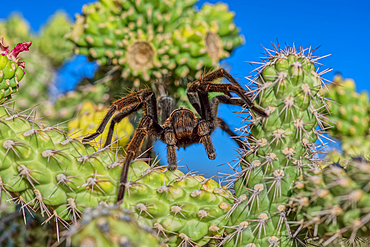 A male Tarantula native to the Chino Valley area of Arizona crawling on a cactus. This is a male because the females hide underground and don't roam around like the males.