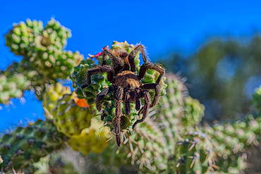 A male Tarantula native to the Chino Valley area of Arizona crawling on a cactus. This is a male because the females hide underground and don't roam around like the males.