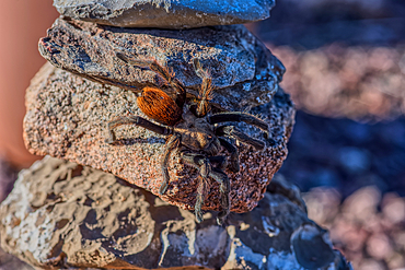A male Tarantula native to the Chino Valley area of Arizona crawling on rocks. This is a male because the females hide underground and don't roam around like the males.