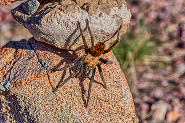 A male Tarantula native to the Chino Valley area of Arizona crawling on rocks. This is a male because the females hide underground and don't roam around like the males.