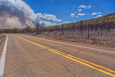 Scorched Earth and burned trees from the White Sage Wildfire near Jacob Lake Arizona in the Kaibab National Forest.