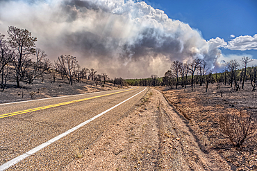 Scorched Earth and burned trees from the White Sage Wildfire near Jacob Lake Arizona in the Kaibab National Forest.