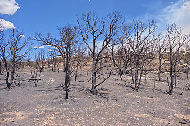 Scorched Earth and burned trees from the White Sage Wildfire near Jacob Lake Arizona in the Kaibab National Forest.