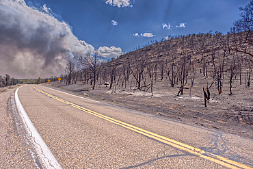 Scorched Earth and burned trees from the White Sage Wildfire near Jacob Lake Arizona in the Kaibab National Forest.
