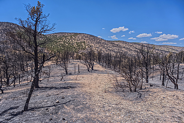 Scorched Earth and burned trees from the White Sage Wildfire near Jacob Lake Arizona in the Kaibab National Forest.