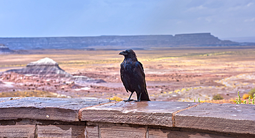 A wild and wet Raven standing on a stone wall at the Jasper Forest overlook in Petrified Forest Arizona during a rainstorm.