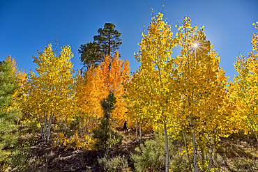 Aspen trees that are now changing color during the Autumn of 2025 on the Kaibab Plateau in Northern Arizona.