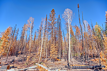 Burned trees in the Kaibab National Forest Arizona from the Dragon Bravo Wildfire of 2025.