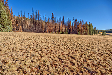 Burned trees in the Kaibab National Forest Arizona from the Dragon Bravo Wildfire of 2025.