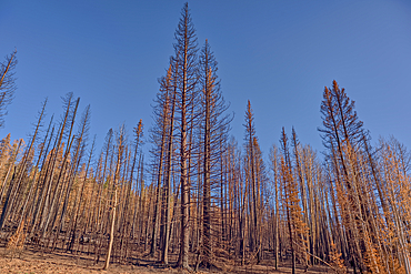 Burned trees in the Kaibab National Forest Arizona from the Dragon Bravo Wildfire of 2025.