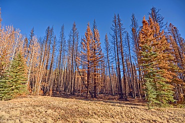 Burned trees in the Kaibab National Forest Arizona from the Dragon Bravo Wildfire of 2025.