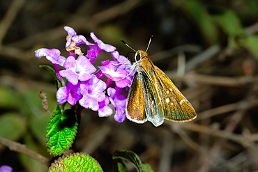 A Texas Roadside Skipper feeding on a wildflower in Arizona, United States of America, North America