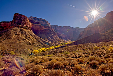 Bright Angel Canyon viewed north of the south rim with bright yellow trees in the bottom of the canyon (Indian Gardens), Grand Canyon National Park, UNESCO World Heritage Site, Arizona, United States of America, North America