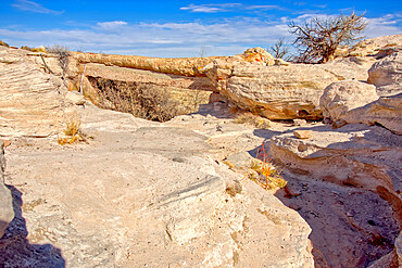 A petrified log called the Agate Bridge in Petrified Forest National Park, Arizona, United States of America, North America