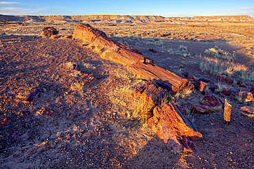 The Giant Petrified Logs of Petrified Forest National Park, located along a trail behind the Rainbow Museum, Arizona, United States of America, North America