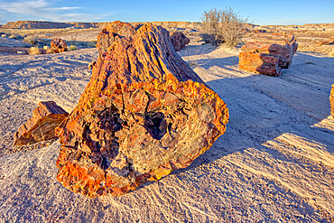 The Giant Petrified Logs of Petrified Forest National Park, located along a trail behind the Rainbow Museum, Arizona, United States of America, North America