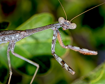 Closeup of a male Praying Mantis native to Arizona on the hunt for a female, Arizona, United States of America, North America