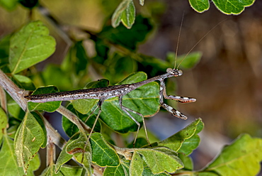 Closeup of a male Praying Mantis native to Arizona on the hunt for a female, Arizona, United States of America, North America