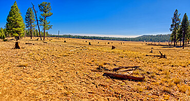 Meadow near Williams known as Sunflower Flat Wildlife Preserve, normally a wetland now dry due to Arizona's drought, Arizona, United States of America, North America