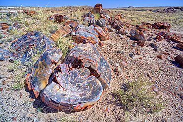 Pile of petrified wood along the trail to Martha's Butte in Petrified Forest National Park Arizona.