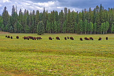 A herd of wild Buffalo grazing in a meadow on the North Rim of Grand Canyon, Grand Canyon National Park, UNESCO World Heritage Site, Arizona, United States of America, North America