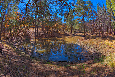 One of three ponds called the Hearst Tanks, on Grand Canyon South Rim, located one mile east of Grandview Point, Grand Canyon National Park, UNESCO World Heritage Site, Arizona, United States of America, North America