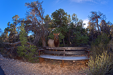 A female Elk that came out of the forest along the Greenway Trail that runs between Pima Point and Monument Creek Vista, Grand Canyon, Arizona, United States of America, North America