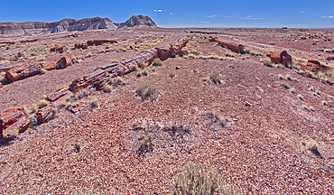 A very long fossilized tree along the Long Logs Trail at Petrified Forest National Park, Arizona, United States of America, North America