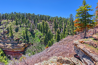 Naji Ravine just south of Naji Point on the North Rim of Grand Canyon National Park, UNESCO World Heritage Site, Arizona, United States of America, North America