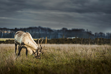 A reindeer eating grass on the outskirts of the Peak District, South Yorkshire, Yorkshire, England, United Kingdom, Europe