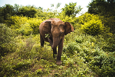 An elephant shakes leaves free of dirt, Udawalawe National Park, Sri Lanka, Asia